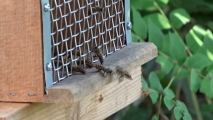 Japanese Honey bee