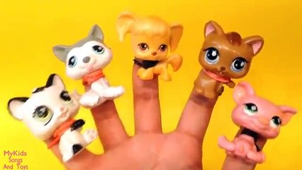 303 Finger Family Littlest pet shop Family Nursery Rhymes collection songs for children