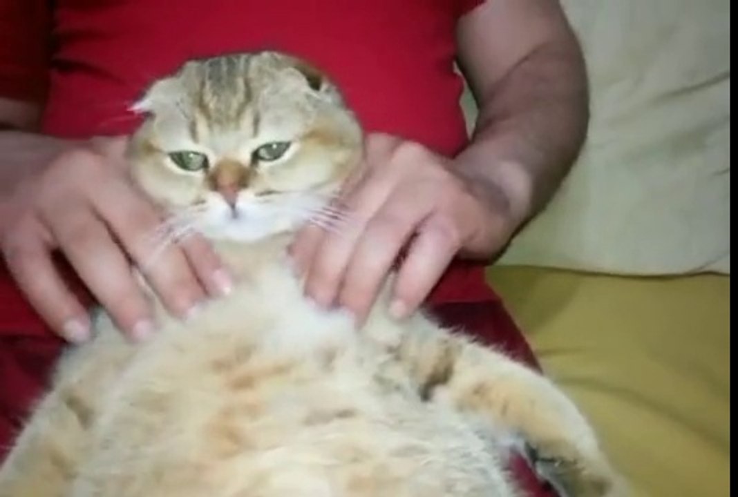6 Aylık Kedinin Masaj Keyfi