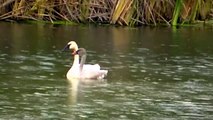 Stunning Swans Minnesota Land of 10,000 Lakes NATURE watch in HD Full Screen