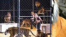 Circus Tiger Kills Eight Year Old Girl in China