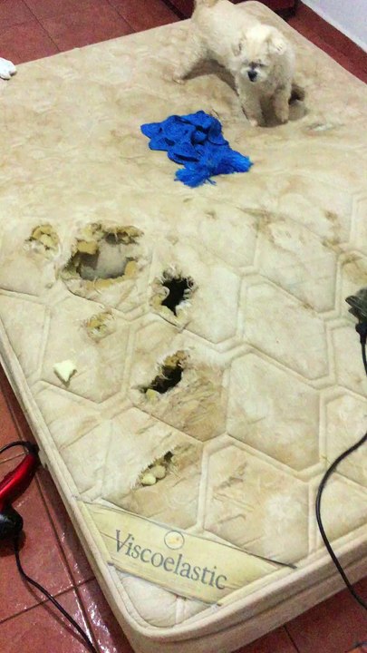 Ce petit chien prisonnier d'un matelas !