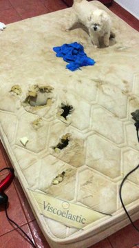 Ce petit chien prisonnier d'un matelas !