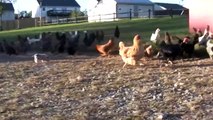 Timmy Uppet ile Çiftlik Hayvanları - Tavuk, domuz, keçi, ördek, İnekler