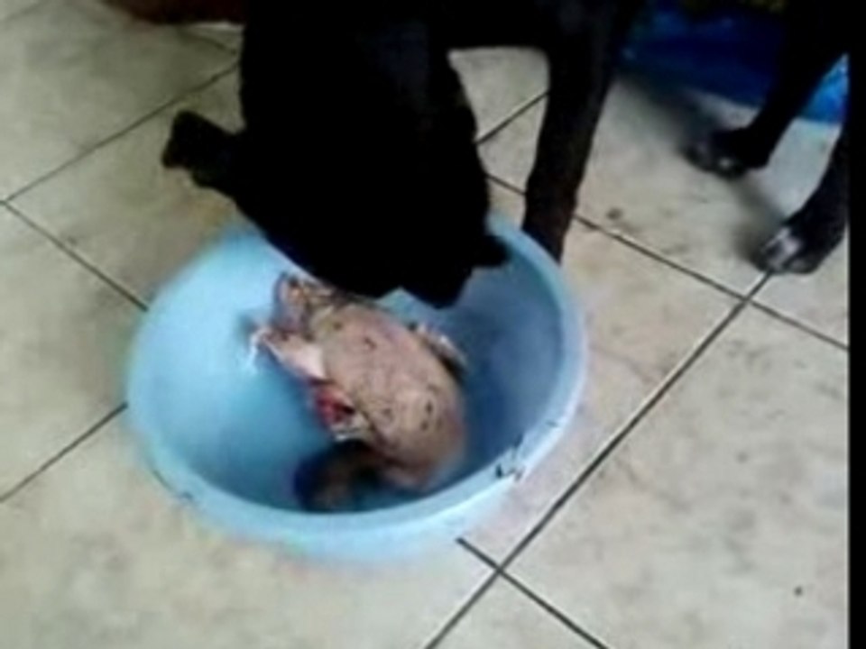 chasse canard