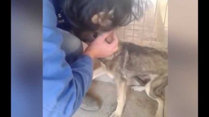 Ce jeune chien maltraité est caressé pour la première fois... Magique !