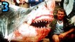 Top-5-Biggest-Great-White-Sharks-Ever-Caught