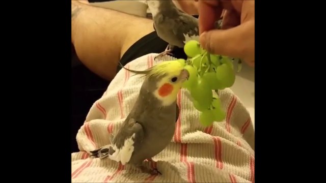 Ce perroquet chante Elle descend de la montagne à cheval - Adorable