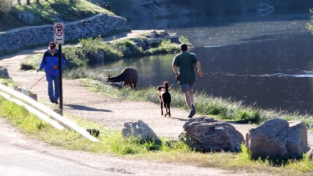 Ce jogger et son chien font une mauvaise rencontre : un wapiti en colère