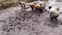 Amazing Catching Catfish in River - Funny Fishing Video