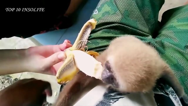 Top 10 des bébés ANIMAUX les plus MIGNONS au MONDE ! Super-MIGNONS et tellement ADORABLES !