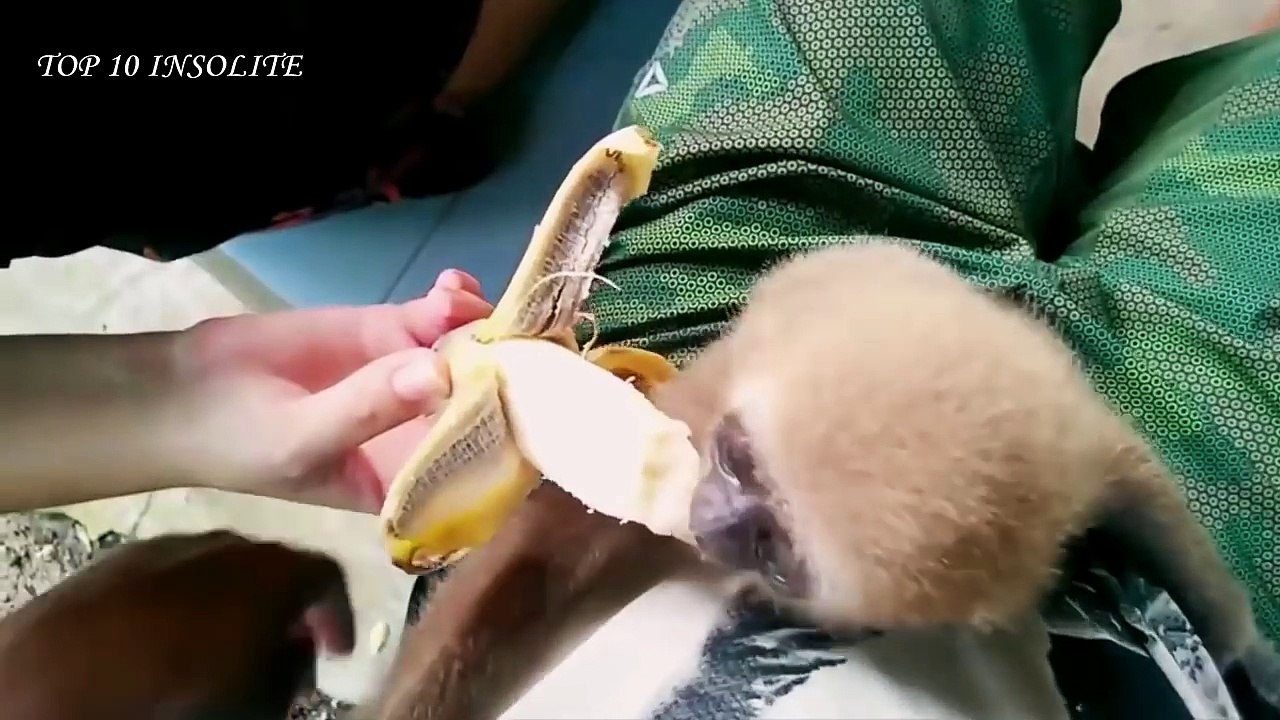 Top 10 des bébés ANIMAUX les plus MIGNONS au MONDE ! Super-MIGNONS et tellement ADORABLES !