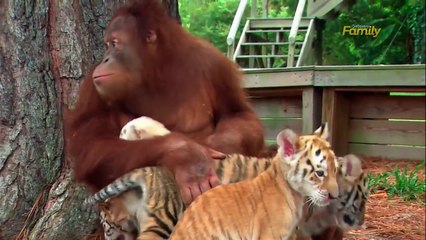 Un Orang Outan nourrit un bébé tigre