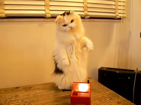 Un chat s'amuse avec un theremin
