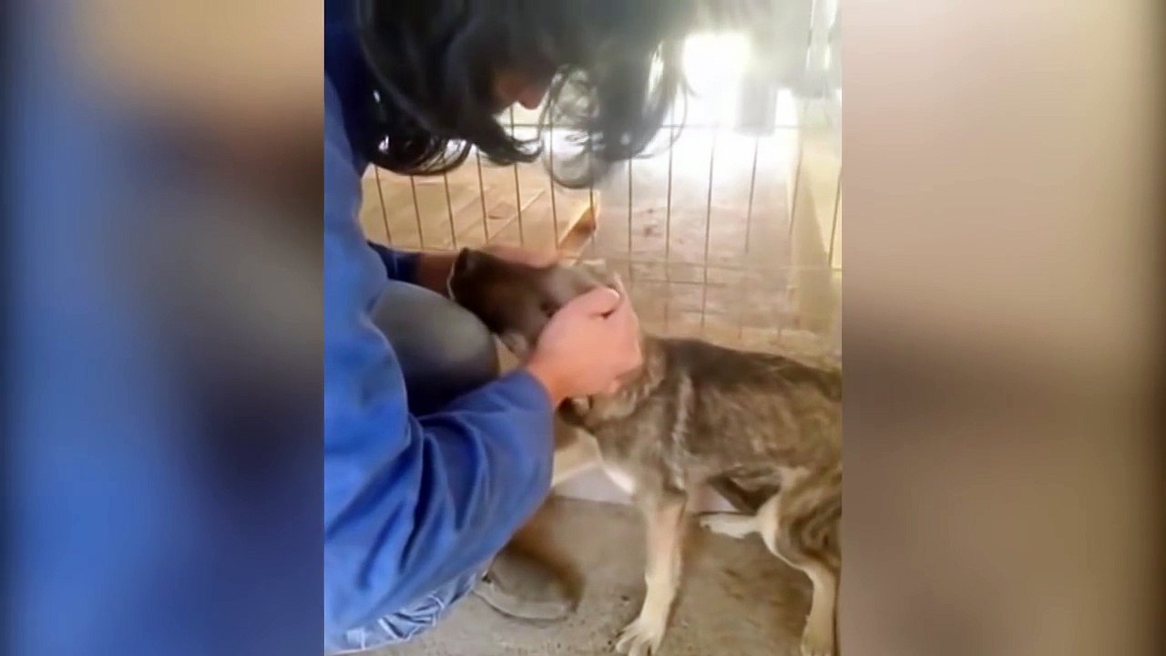 Un chien maltraité et traumatisé finit par pleurer et s’adoucir avec des caresses