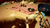 Mamma Golden Retriever cerca di Educare i suoi Cuccioli di 7 mesi