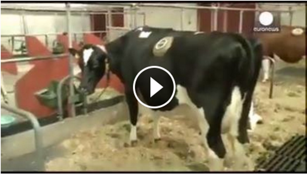 Scientist make alive machine of a cow