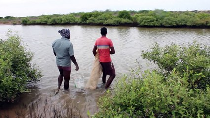 Amazing Method To Catch Prawns - KADAL Tv
