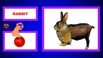 Best Way To Learn Animals Names For Kids And Toddlers | Cute Pet Animals for kids Learning Videos