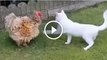 amazing-cat-and-hen-fight-lol-moments-november-2016--wild-animals-attacks-2016