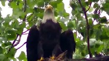 King Of All Birds (Bald Eagle) OUTDOORS MINNESOTA TWIN CITIES BIKE BIKING AREA