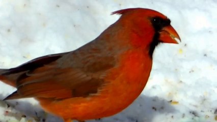 For Cats To Watch,Birds Sing, 2 HOUR Entertainment Videos For cats