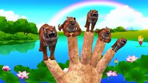 Finger Family Nursery Rhymes for Babies Tiger Cartoons | Finger Family Children Nursery Rhymes