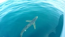 Il saute sur ce requin à main nue pour tenter de l'attraper