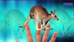 Kangaroo The Finger Family Song | Children Nursery Rhymes | Cartoon Kangaroo Finger FAmily Rhymes