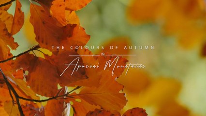 Discover the Authentic Romania - The colours of Autumn in Apuseni Mountains
