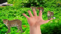 Wild Animal Leopard Finger Family Nursery Rhymes For Children | Wild Leopard Finger Family Rhymes