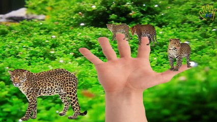 Wild Animal Leopard Finger Family Nursery Rhymes For Children | Wild Leopard Finger Family Rhymes