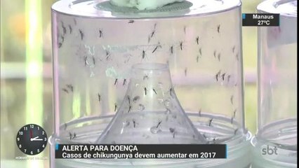 Casos de chikungunya aumentam em 2016 e superam zika