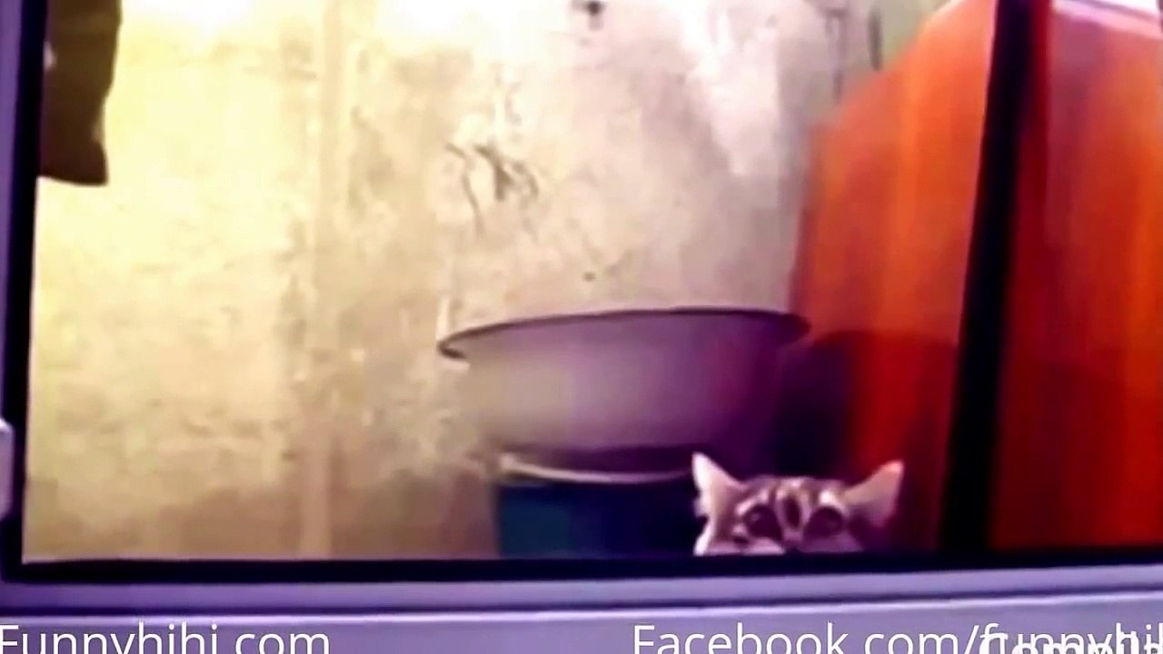 Funny Cats Funny Cats Videos  Funny Cat Compition