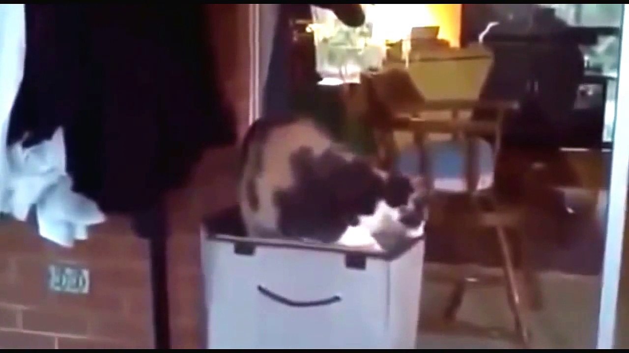 Funny Cat Fail Compilation