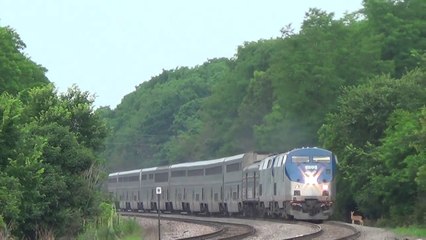 Une biche s'approche d'un train au mauvais moment