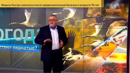 Свежий перл от Украины- Маразм зашкаливает- Российские птицы объедают Украину