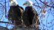 Amazing COLLECTION Bald Eagle video POOR SOUND QUALITY GREAT FOOTAGE