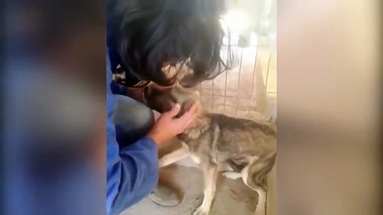 Voir ce chien battu par son ancien maître être caressé pour la première fois est un crève-cœur