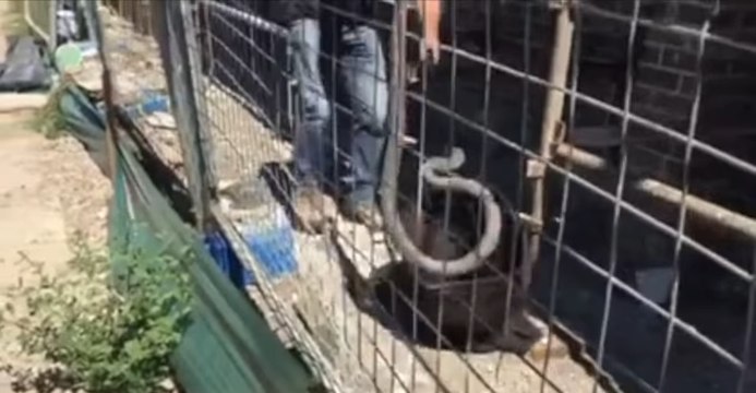 'Monster' Brown Snake Captured After Struggle on Australian Building Site