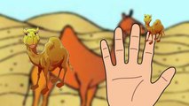 Finger Family Camel Finger Family Finger Family Rhymes Animal Finger Family Rhymes