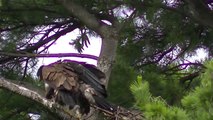 bald eagle eaglets learn to fly