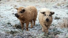 animaux - compilation