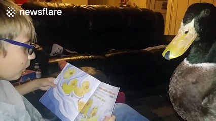 Boy reads story about ducks to pet duck