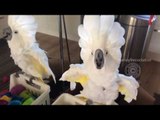 Confident Cockatoo Reacts to Seeing Her Own Reflection
