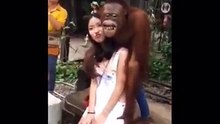 Coup de foudre : cet orang-outan est tombé sous le charme d’une fille qui voulait des photos avec lui