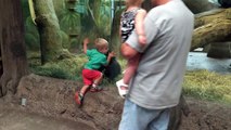 Young gorilla and toddler play peek-a-boo at the Columbus Zoo