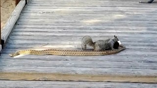 Squirrel & snake fight
