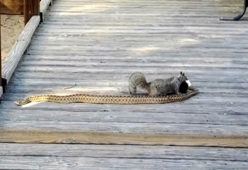 Squirrel & snake fight