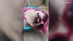 A Snoring Bulldog Getting a Bath Wins the Internet